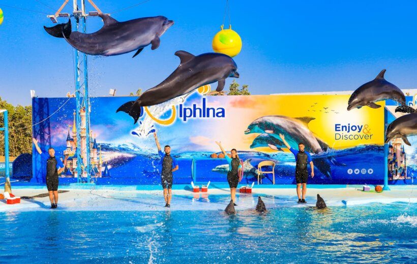 Dolphin Show in Hurghada
