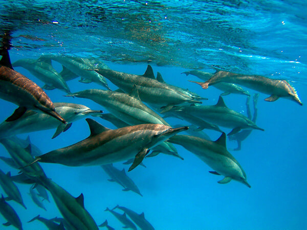 Sataya Dolphin House Snorkeling Trip