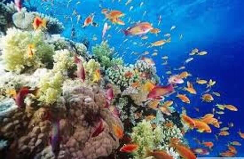 Marsa Mubarak Snorkeling Trip